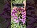 “Cleome spinosa (Grandfather’s Whiskers)/ Pink Queen /Spider plant 💚छोटे seeds, बड़े dreams 🌱🌸”