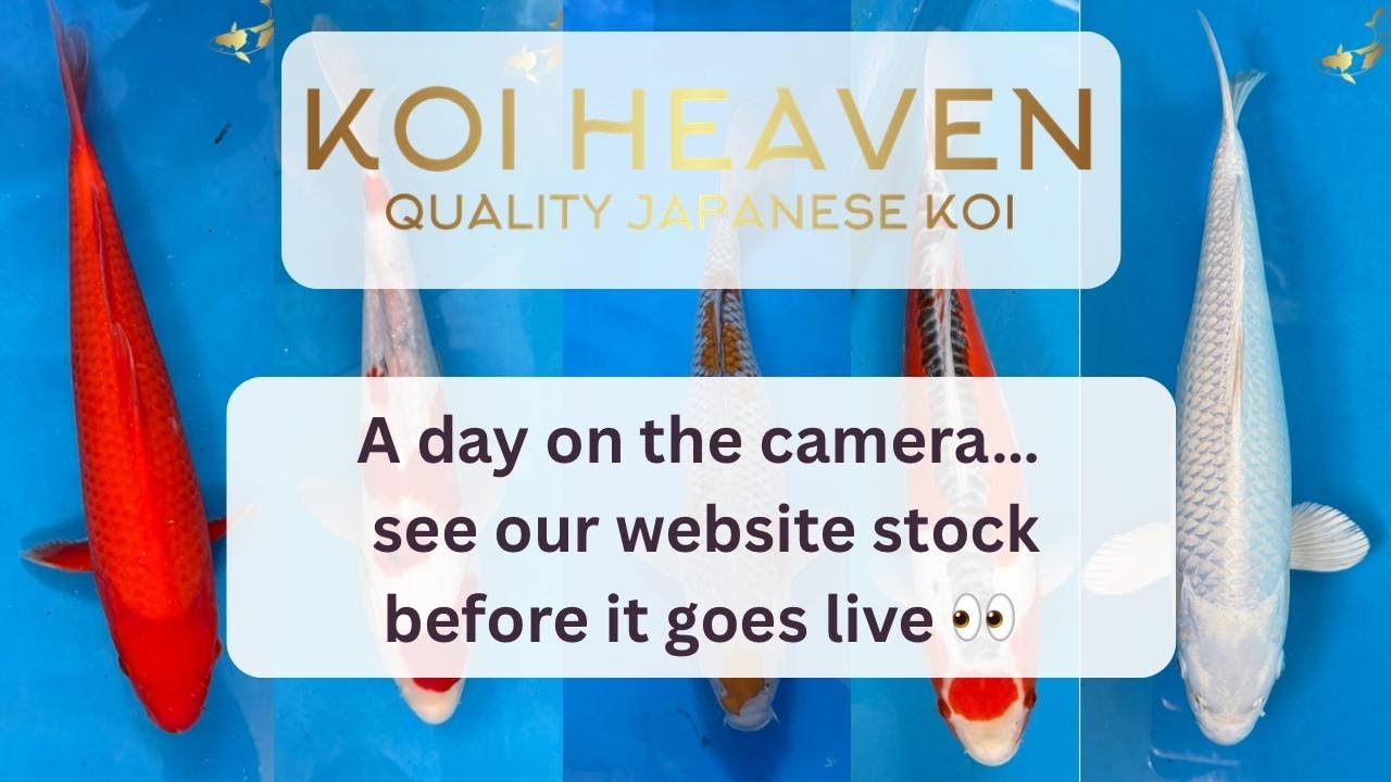 Рай для кои: день за камерой… 🎥