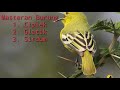 Masteran Burung Ciblek Glatik Sirdum Mp3 - Mp4 Download