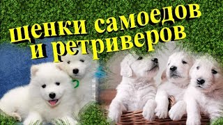 Щенки самоедов и ретриверов. Собачья школа. Щенки самоедов и ретриверов. Собачья школа.