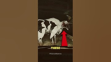 Scientists Still Can’t Explain These Creatures