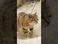 rare and cute sand cat