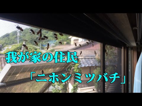 我が家の住民、ニホンミツバチ