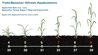 BigYield.us Wheat Application Timing screenshot 1