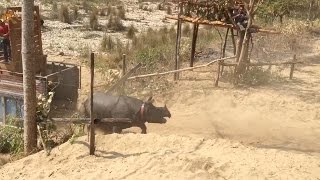 WWF's Nepal rhino release