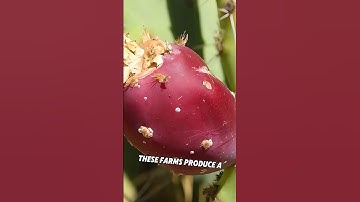 Prickly pear cactus fruit is edible and delicious #shortsviral #shortsfeed #shortsvideo #shorts