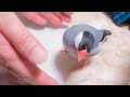 文鳥 遊んでもらってご機嫌なあずき Java sparrow