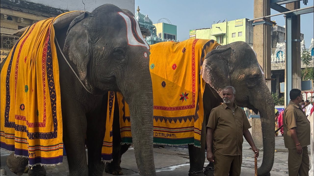 हिंदी with मारवाड़ी में अनोखा ब्लाग 📸 चेन्नई से तिरुपति बालाजी दर्शन like comment subscribe channel