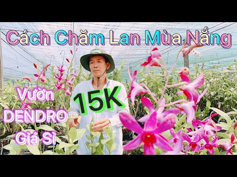 Video Cao Nhân Chăm Lan Dendro Mùa Nắng Đột Biến Giống Đẹp... - youtube