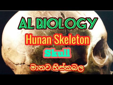 AL Biology - Human Skeleton 2 - Skull මානව සැකිල්ල හිස්කබල