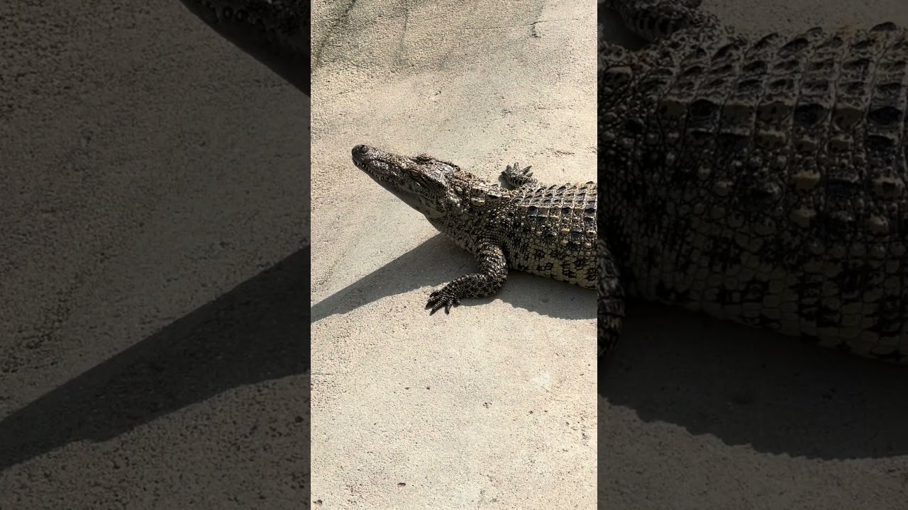 Кубинский крокодил