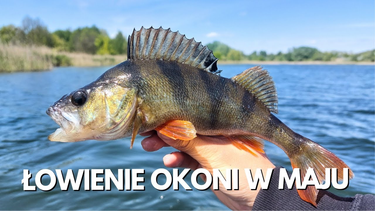 JAK ŁOWIE OKONIE W TONI? - OKONIE NA SPINNING W MAJU NA JASKÓŁKĘ