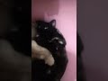 my cat micoo micoo