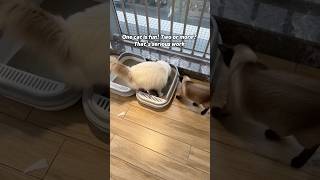 Automatic litter box#catsoftiktok #catlover #petkit #purobotmaxpro2 #fyp #foryoupage