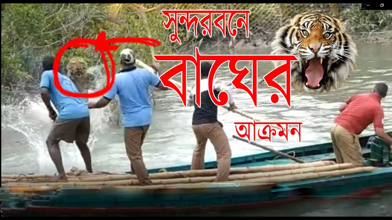 Brave men FIGHT with TIGER at Sundarban