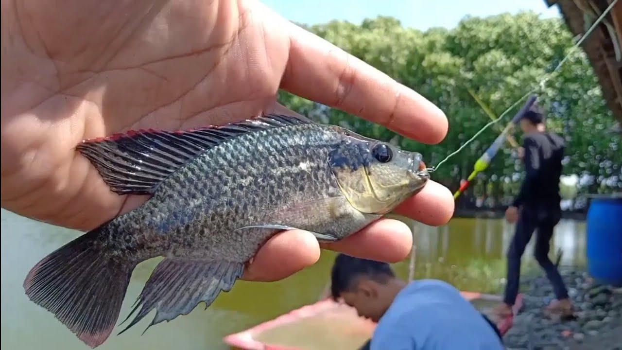 Ikan Mujair ribut sama Cacing 