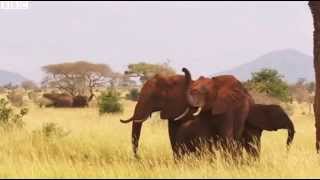 Can drones help tackle Africa's wildlife poaching crisis?   BBC News