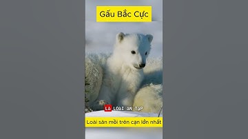 Gấu Bắc Cực | Kẻ săn mồi hung dữ nhất trên trái đất.