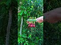 Bamboo + Balloons = Pure Magic! ✨ Check out this unique handmade creation. #bamboo #shortvideo #diy