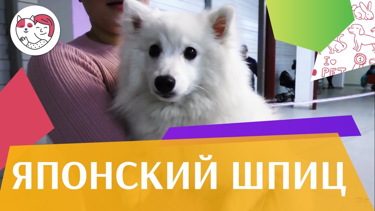 Японский шпиц на ilikepet. Особенности породы, уход