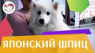 Японский шпиц на ilikepet. Особенности породы, уход