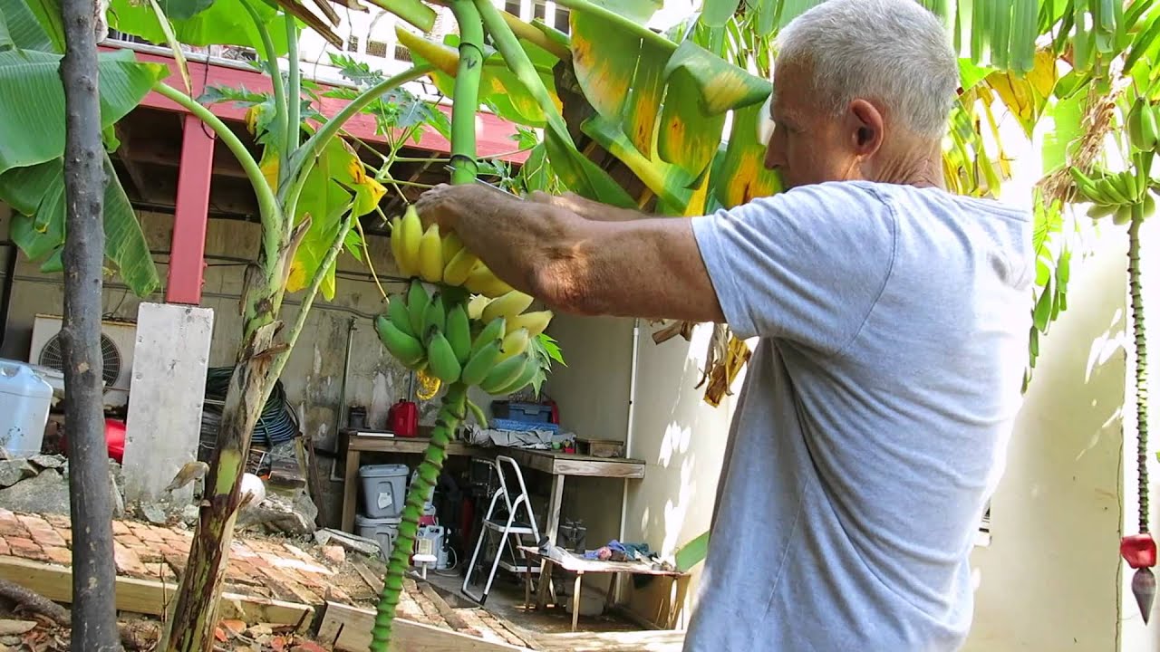 Fig Bananas