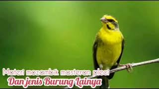 Masteran Mozambik Gacor Buat Pleci Dan Kenari|MP3