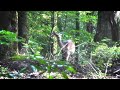 野生の鹿に遭遇