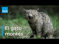 El GATO MONTÉS, un felino SALVAJE que se deja ver en INVIERNO