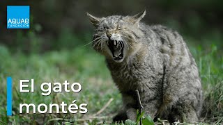 El GATO MONTÉS, un felino SALVAJE que se deja ver en INVIERNO