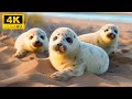 Cute Young Wild Animals With Relaxing Music (Colorfully Dynamic),  Baby Animals 4K 60FPS