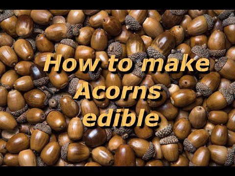 Video: How To Cook Acorns