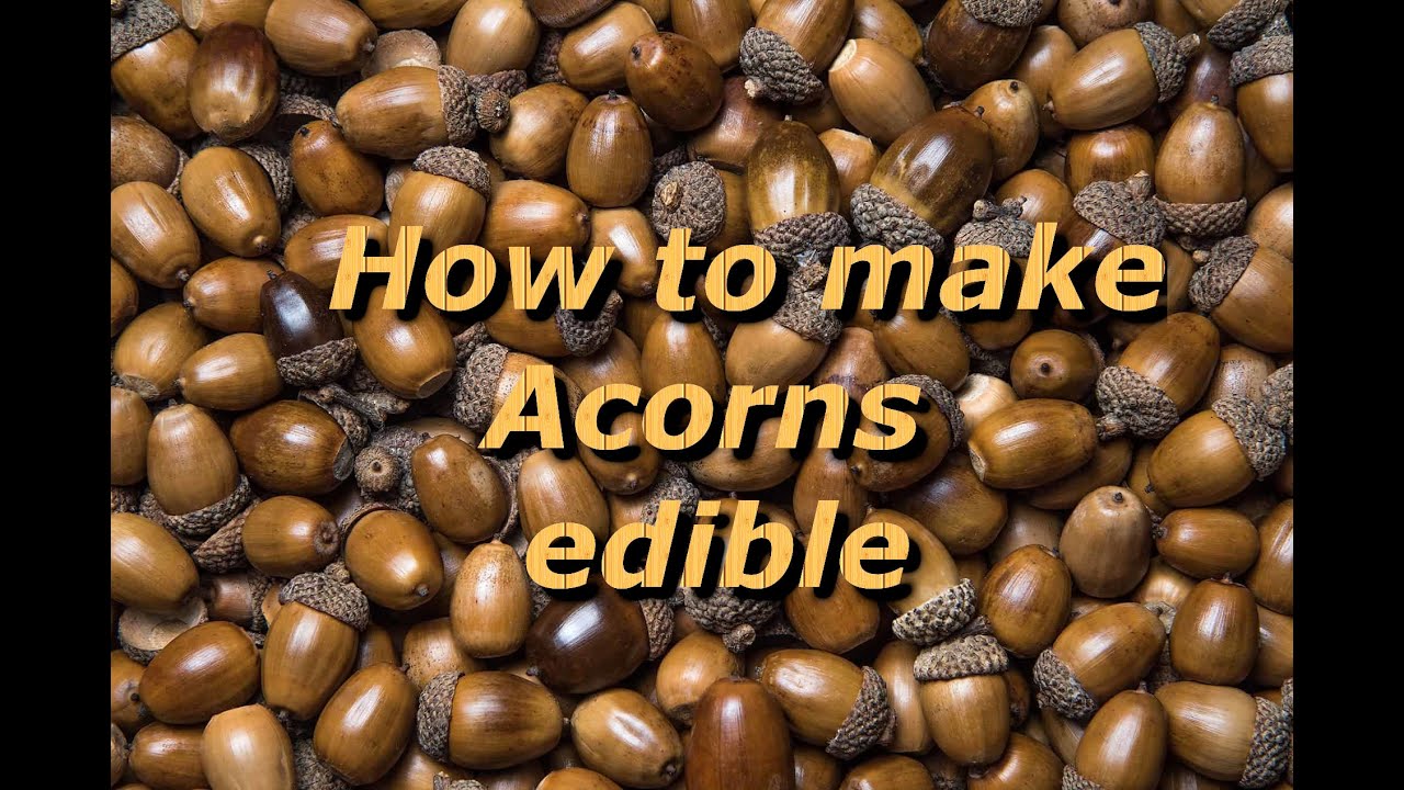 Are Oak Tree Acorns Edible Quick Answer Chambazone