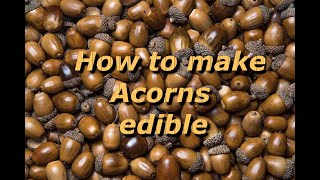 How to Cook Acorns