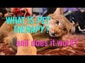 Can Our Pets Help us Feel Better? The Science of Animal Therapy