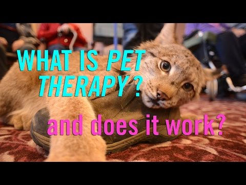Videó: Súgó a beteg vagy vezető Pet Feel jobban