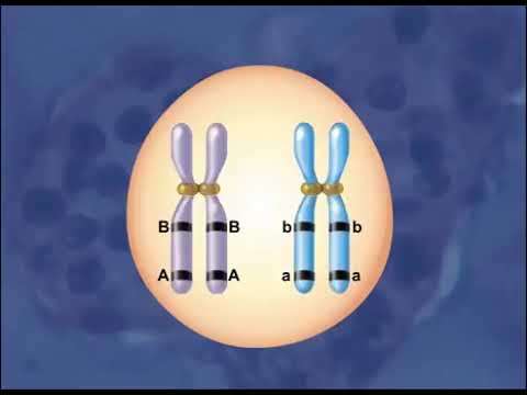 Video: Ce este legătura în meioză?
