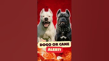 “Cane Corso vs Dogo Argentino – Who’s the Real King?” #CaneCorso #DogoArgentino  #StrongestDog