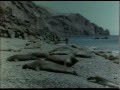 Жак Ив Кусто серия 6.2 Возвращение морских слонов.