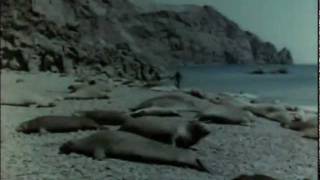 Жак Ив Кусто серия 6.2 Возвращение морских слонов.