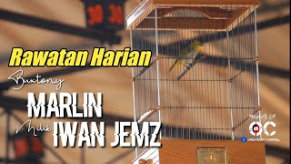 Rawatan Harian Pleci Buxtoni Marlin koplo team || ZR Enterprise