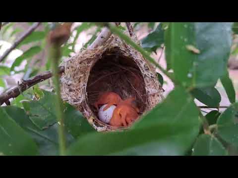 birds