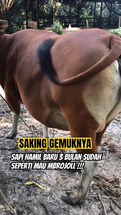 SUPER CHEMOY FEMALE BALI COW, THOUGHT TO BE HEAVY PREGNANT, TURNS OUT TO BE!!! #gemoy #balicow #s...
