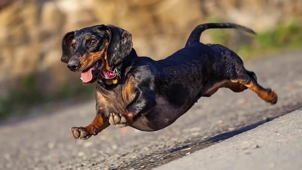 The dachshund was originally bred to be 