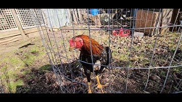 Saib qaib ncaws lauj kaub nawb