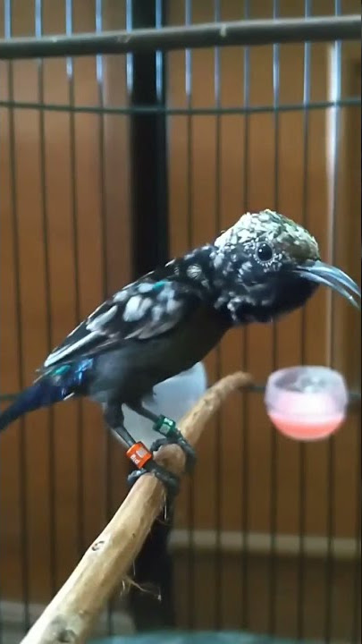 Burung Kolibri Ninja Blorok Termahal || Konin GACOR