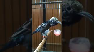 Burung Kolibri Ninja Blorok Termahal  Konin Gacor