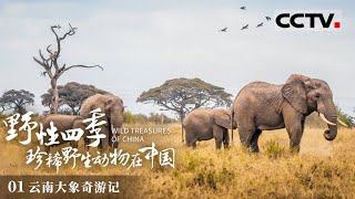 《野性四季 珍稀野生动物在中国》聚焦国宝级珍稀野生动物感受野性纯粹的生命之美EP01【CCTV纪录】