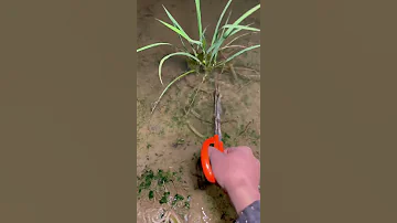 Top Viral Amazing Fishing Eel Fishing From Hole Using Hook TIK TOK 