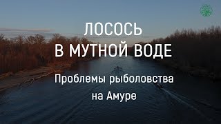 «Лосось в мутной воде» / Проблемы рыболовства на Амуре